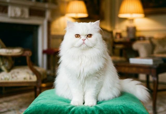 Persian